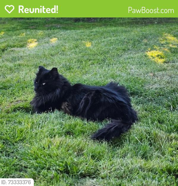 Reunited Female Cat last seen Peach & Barstow, Clovis, CA 93612