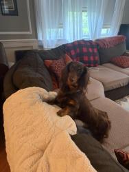 Reunited Female Dog last seen Centre St., South Orange Village, NJ 07079