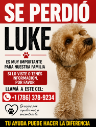 Lost Male Dog last seen Near NE 128 Street, North Miami FL 33161, North Miami, FL 33161