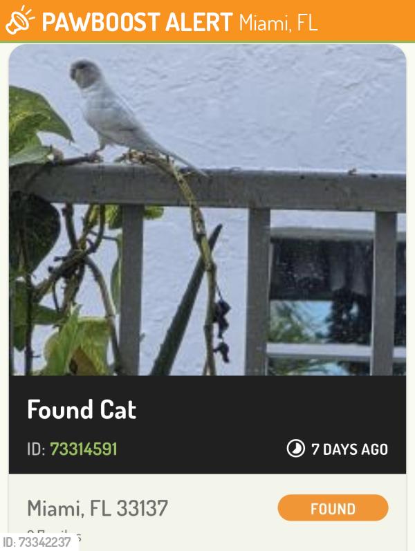 Found/Stray Unknown Bird last seen Near, Miami, FL 33137
