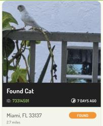 Found/Stray Unknown Bird last seen Near, Miami, FL 33137