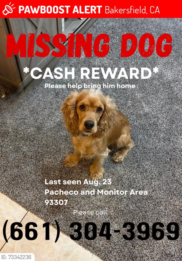 Lost Male Dog last seen Pacheco rd., Bakersfield, CA 93304