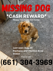 Lost Male Dog last seen Pacheco rd., Bakersfield, CA 93304