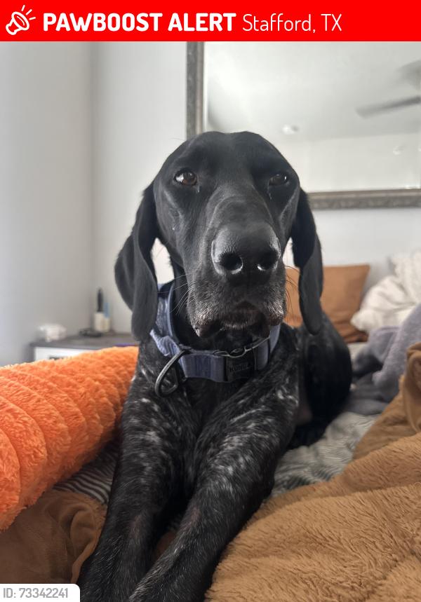 Lost Male Dog last seen Linda st., Stafford, TX 77477