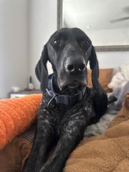 Lost Male Dog last seen Linda st., Stafford, TX 77477