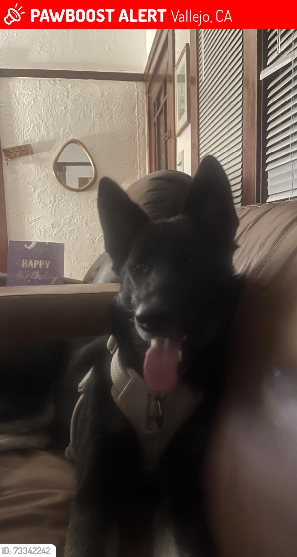 Lost Female Dog last seen Bayside Veterinary hosp, Vallejo, CA 94590