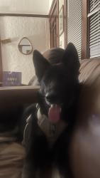 Lost Female Dog last seen Bayside Veterinary hosp, Vallejo, CA 94590