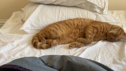 Lost Female Cat last seen Off main road Otterbourne, Otterbourne, England SO21 2EP