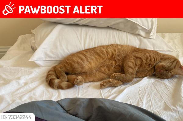 Lost Female Cat last seen Off main road Otterbourne, Otterbourne, England SO21 2EP