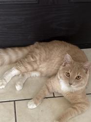 Reunited Male Cat last seen lugonia ave, Redlands, CA 92374