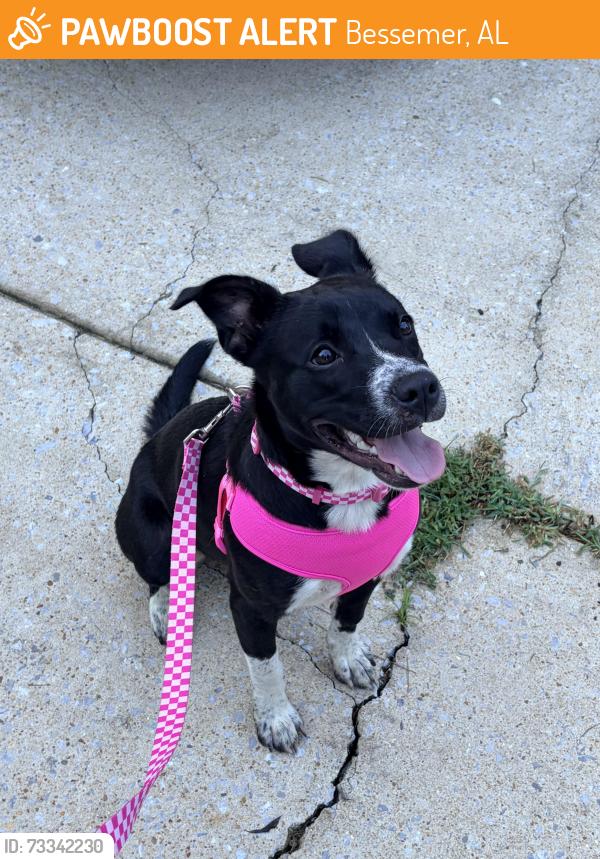 Found/Stray Female Dog last seen Dickey Springs Rd and Greenmor Dr, Bessemer, AL 35020