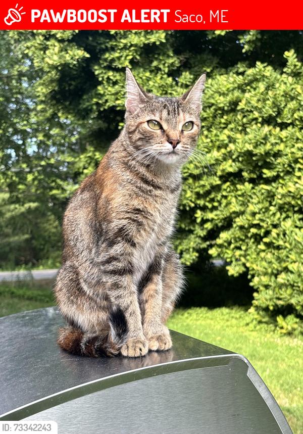 Lost Female Cat last seen Holmes rd / Ashswamp rd, Saco, ME 04072