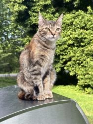 Lost Female Cat last seen Holmes rd / Ashswamp rd, Saco, ME 04072