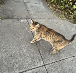Found/Stray Female Cat last seen Magnolia, San Bernardino, CA 92405