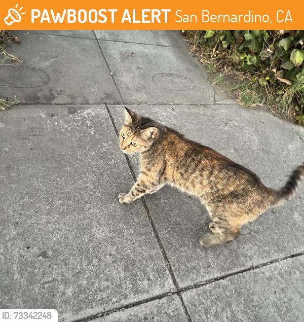 Found/Stray Female Cat last seen Magnolia, San Bernardino, CA 92405