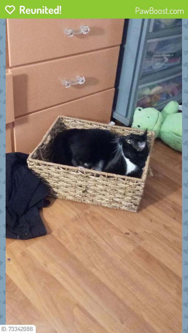 Reunited Female Cat last seen Northlake and military, Palm Beach Gardens, FL 33418