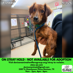 Shelter Stray Male Dog last seen , 3307 S Eisenhower Pkwy, Denison, TX 75020, USA