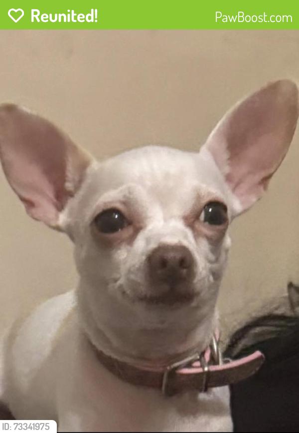 Reunited Female Dog last seen Rollins Ave & Culebra Rd, San Antonio, TX 78228, USA, San Antonio, TX 78228