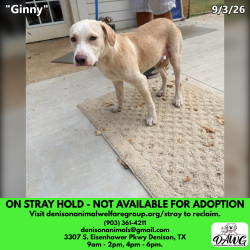 Shelter Stray Female Dog last seen , 3307 S Eisenhower Pkwy, Denison, TX 75020, USA