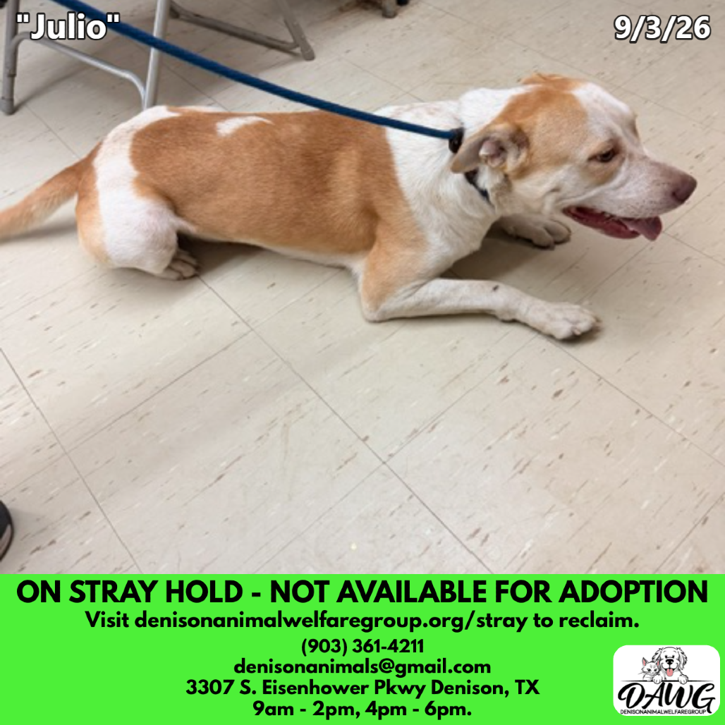 Shelter Stray Male Dog last seen , 3307 S Eisenhower Pkwy, Denison, TX 75020, USA