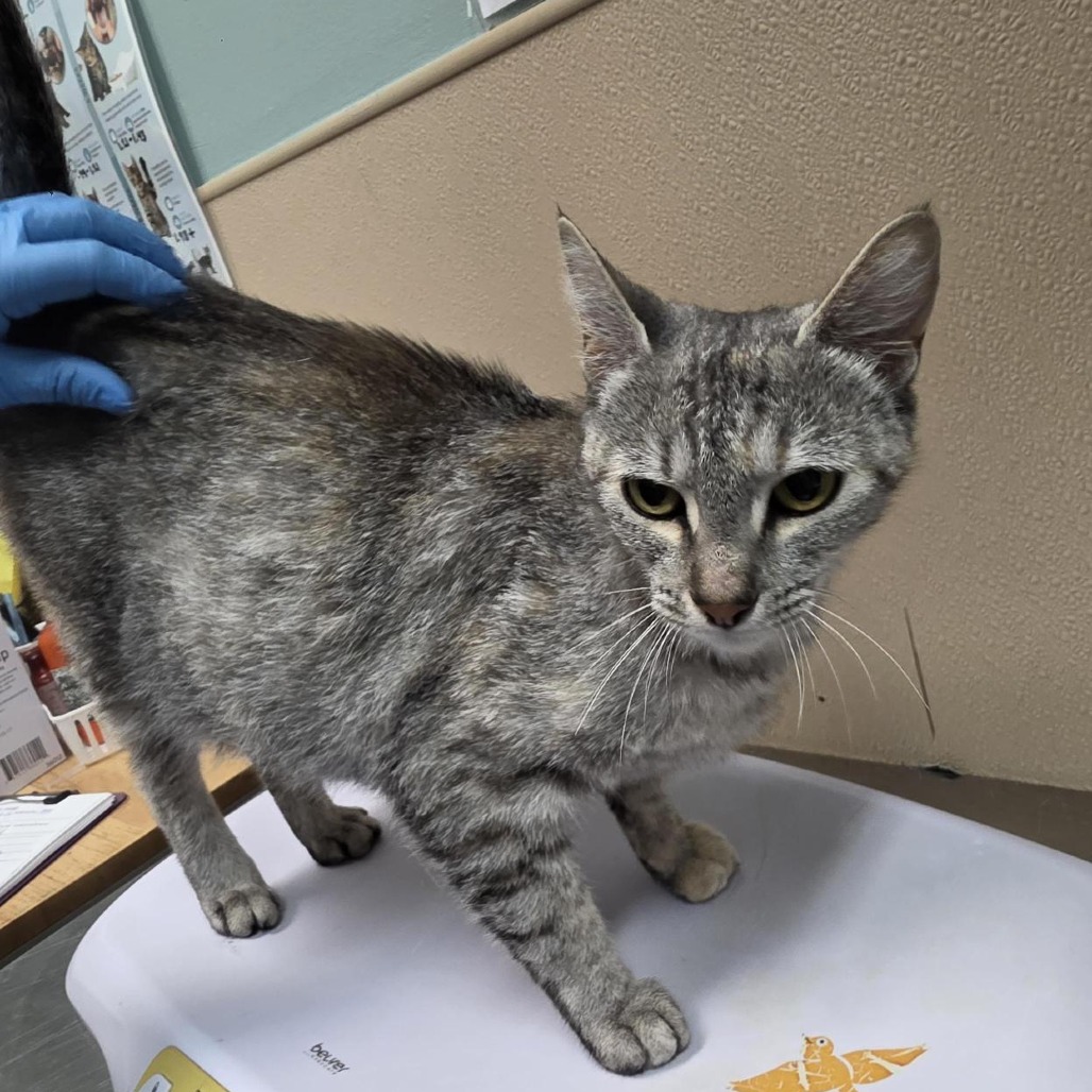 Shelter Stray Female Cat last seen , 2608 Center St, Tacoma, WA 98409, USA