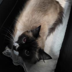 Shelter Stray Male Cat last seen , 2608 Center St, Tacoma, WA 98409, USA