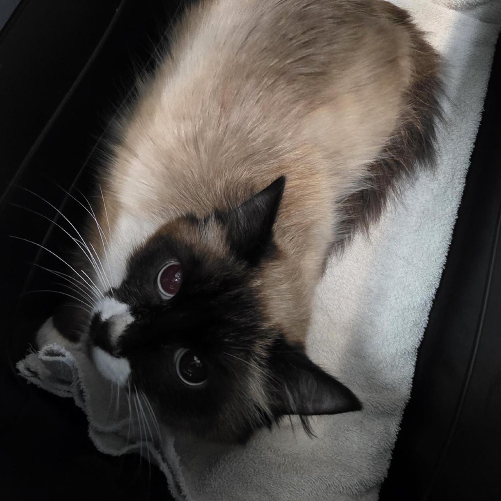 Shelter Stray Male Cat last seen , 2608 Center St, Tacoma, WA 98409, USA