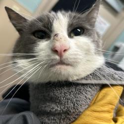 Shelter Stray Male Cat last seen , 2608 Center St, Tacoma, WA 98409, USA