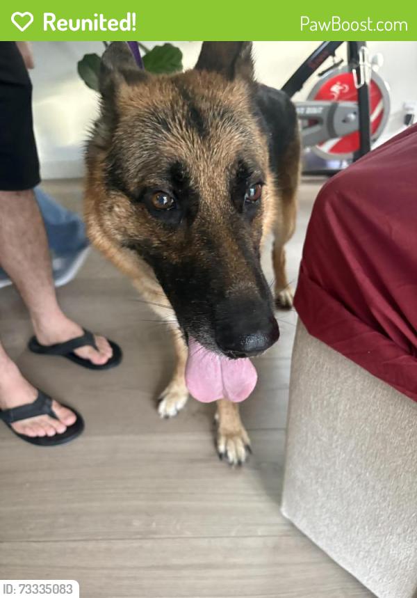 Reunited Female Dog last seen 188th trail north, Loxahatchee, FL 33470