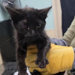 Shelter Stray Female Cat last seen , 2608 Center St, Tacoma, WA 98409, USA