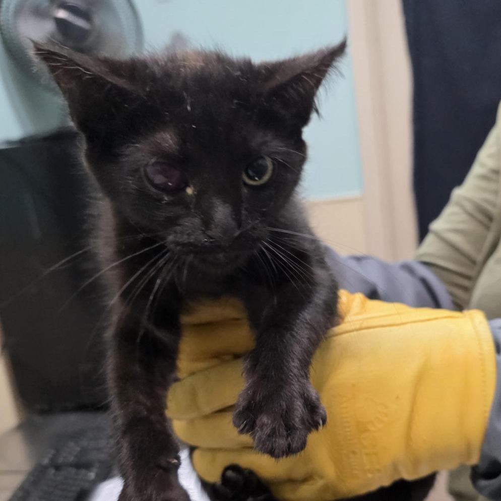 Shelter Stray Female Cat last seen , 2608 Center St, Tacoma, WA 98409, USA