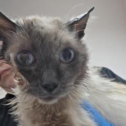 Shelter Stray Male Cat last seen , 2608 Center St, Tacoma, WA 98409, USA