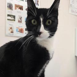 Shelter Stray Male Cat last seen , 2608 Center St, Tacoma, WA 98409, USA