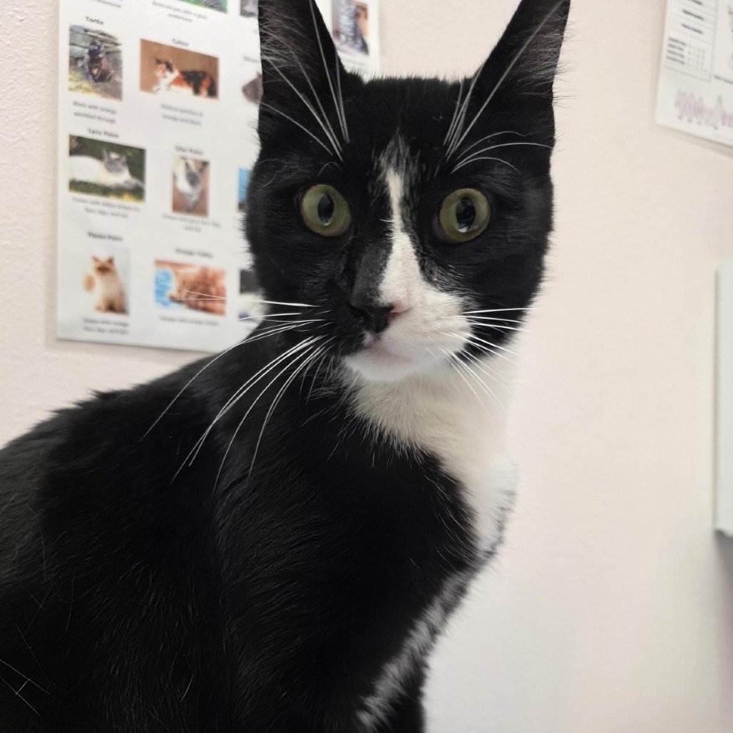 Shelter Stray Male Cat last seen , 2608 Center St, Tacoma, WA 98409, USA