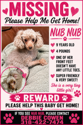 Lost Female Dog last seen Dixie Garden loop, Shreveport, LA 71105