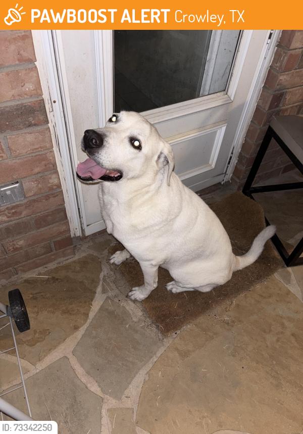 Found/Stray Female Dog last seen Near, Crowley, TX 76036