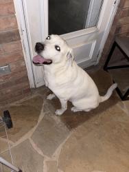 Found/Stray Female Dog last seen Near, Crowley, TX 76036