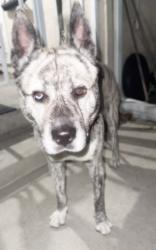 Found/Stray Male Dog last seen South Gate CA, South Gate, CA 90280