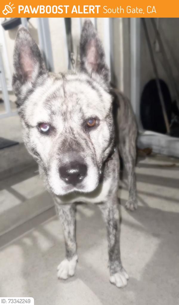 Found/Stray Male Dog last seen South Gate CA, South Gate, CA 90280