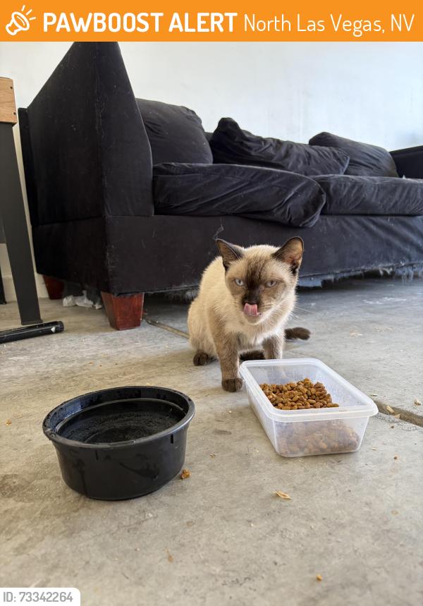 Found/Stray Unknown Cat last seen Camino al Norte and Ann, North Las Vegas, NV 89031
