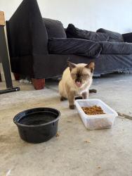 Found/Stray Unknown Cat last seen Camino al Norte and Ann, North Las Vegas, NV 89031