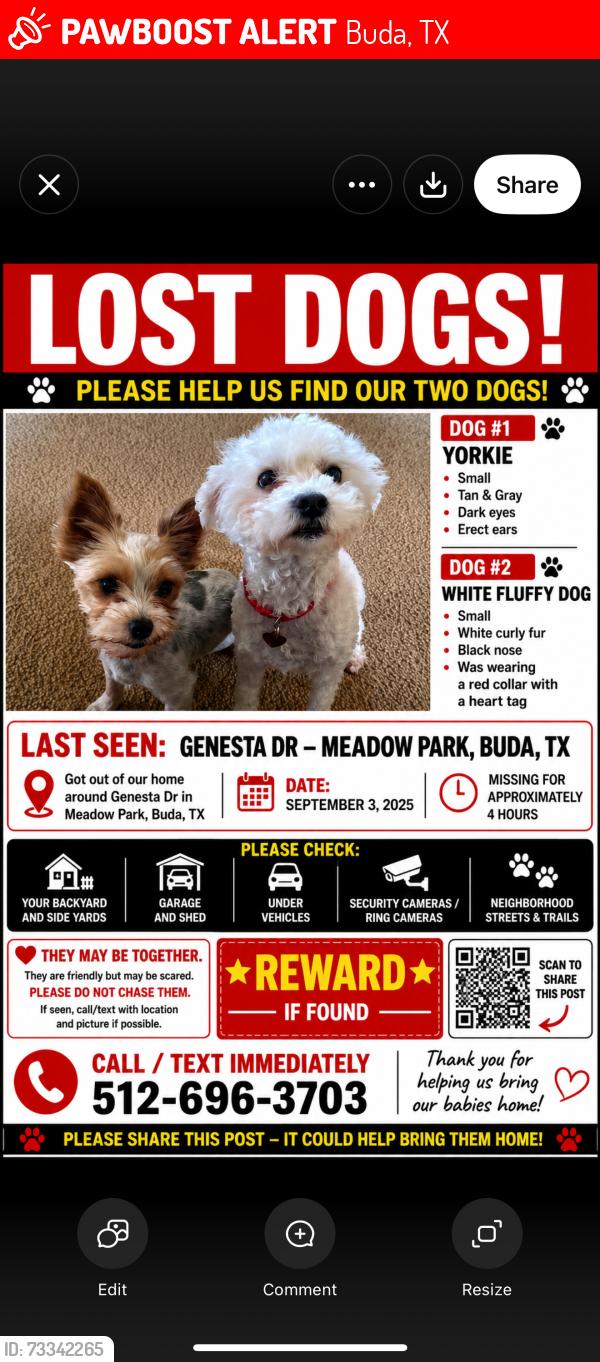 Lost Female Dog last seen Frontage road, Buda, TX 78610