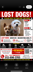 Lost Female Dog last seen Frontage road, Buda, TX 78610