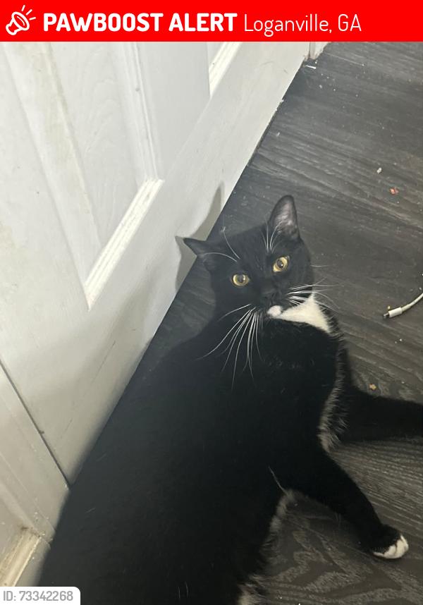 Lost Male Cat last seen Horizon Trace, Loganville, GA 30052