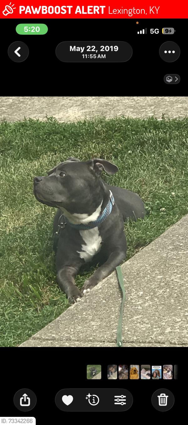 Lost Male Dog last seen Matersson Station, Lexington, KY 40511
