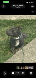 Lost Male Dog last seen Matersson Station, Lexington, KY 40511