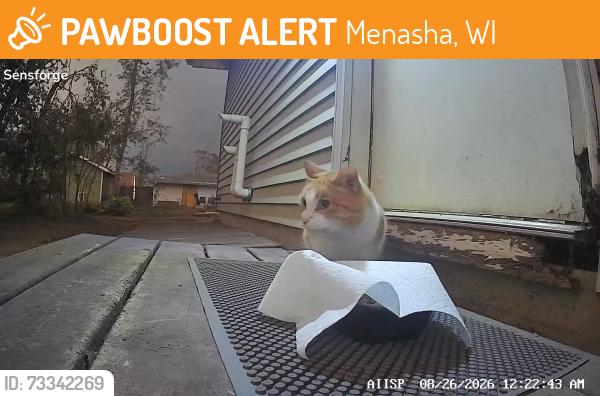 Found/Stray Unknown Cat last seen Winnebago Ave, Menasha, WI 54952