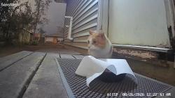 Found/Stray Unknown Cat last seen Winnebago Ave, Menasha, WI 54952