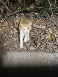Found/Stray Unknown Cat last seen Near Lightrail and parking for Del Norte place, El Cerrito, CA 94530