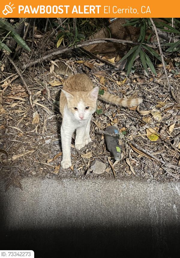 Found/Stray Unknown Cat last seen Near Lightrail and parking for Del Norte place, El Cerrito, CA 94530